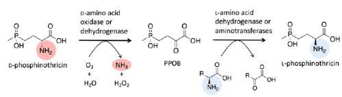 L-草铵膦：植保行业产品升级的明星产品