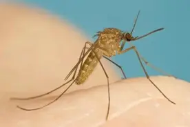 这几种常见的居家害虫，怎么处理？图片