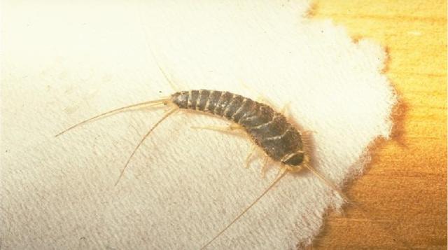 法老蚁 法老蚁怎么清除_品学知识网