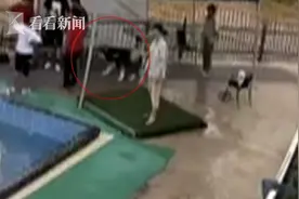 阿拉斯加不牵绳咬伤金毛，狗主人答应负责却失联图片