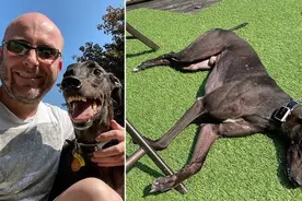 那只退役的“傻笑”脸赛犬找到新家啦图片