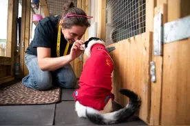 一只猫从15米高公寓跌落 奇迹般幸存图片