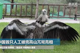 中国首只人工破壳高山兀鹫亮相视频封面