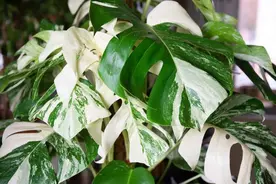 “观叶植物中的爱马仕”长啥样？一片叶子上万元图片