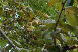 鲁迅公园桃树结出诱人小毛桃，有人偷偷采摘，但是公园里的观赏果子真不宜“解馋”| 晨镜头图片