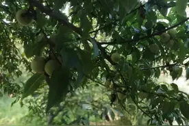 曹向辉：择一处荒山，与君共白首图片
