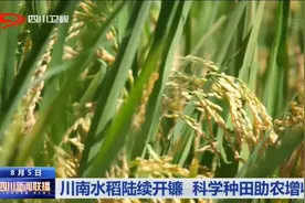 四川新闻联播丨川南水稻陆续开镰 科学种田助农增收图片