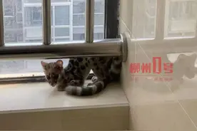 嘿呦！这小家伙钻进柳州高层小区，见过的人尽说：好~想~撸图片