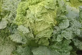 北京老口味蔬菜 | 核桃纹大白菜栽培秘籍图片