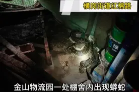 横岗一物流园惊现大蟒蛇 消防及时处置图片