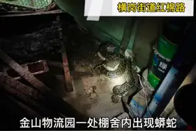 横岗一物流园惊现大蟒蛇 消防及时处置图片