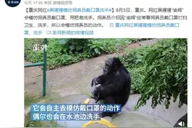 会戴口罩，会洗手？重庆网红黑猩猩模仿饲养员动作图片