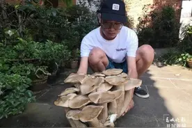 云南再现巨型口蘑 菌杆粗壮如成人手腕！重达13.4斤图片
