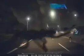 澳大利亚一巨大猎人蜘蛛突然出现在汽车挡风玻璃上 吓坏司机图片