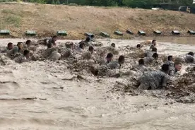全军首家“猎人基地”什么样？南都直击陆军特种兵“魔鬼周”视频封面