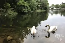 「万象」七旬大爷散步遇上这种动物，竟导致八级伤残图片