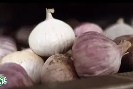 从大蒜到黑蒜——金乡致富的金蒜盘图片
