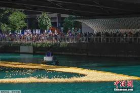 美国芝加哥举行橡皮鸭“赛跑”获胜者可得SUV汽车图片