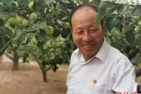 “酥梨之乡”山西原平：万亩梨园挂满枝 乡村振兴产业旺图片