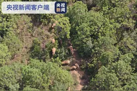 象群的最新消息来了——就快到家啦图片