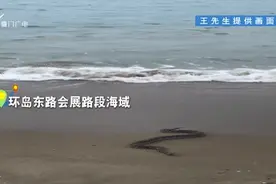太吓人！蟒蛇在厦门环岛路海滩爬行！浪里捕蛇惊险上演……图片