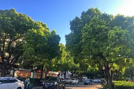 来这里感受清凉~盘点嘉定最美林荫道，选出你心中的C位图片