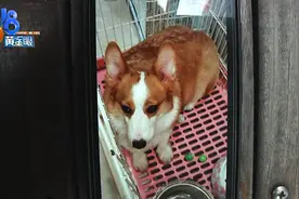 “雪球”生产去寄养，产下的四只小柯基都死了？图片