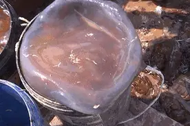去海边的注意！最近一个月接诊9例！严重可危及生命图片