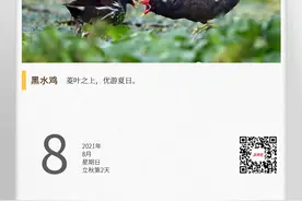 湖湘自然历丨会游泳爬树的鸡？图片