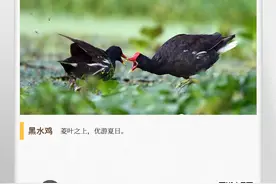 湖湘自然历丨会游泳爬树的鸡？图片