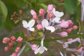 嚼了又嚼的口香糖，远没有你想象的那么简单丨花花万物图片