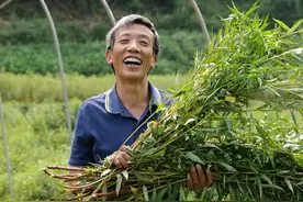 小康圆梦｜种植道地中药材支撑乡村产业振兴 四川古蔺赶黄草变“摇钱草”图片
