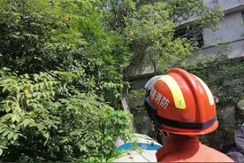 益阳一男子砍树被困树上，旁边是10万伏高压线！消防员断电营救图片