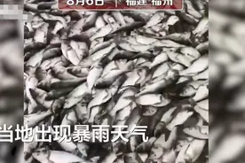 福州开闸泄洪几千斤鱼顺流而下，村民满载而归！网友看馋了图片