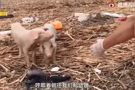 河南两小猪洪水中漂流17天获救，求生欲望强烈！网友：又见“猪坚强”图片