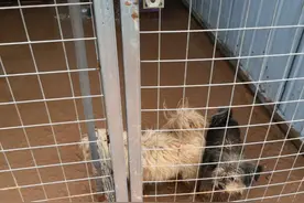 河南水灾后，民间动物救助站夹缝求生图片