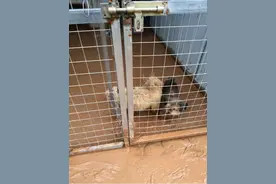 河南水灾后，民间动物救助站夹缝求生图片