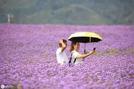 贵阳继续打造新型网红景点 高坡乡石门村石门花海马鞭花盛开图片
