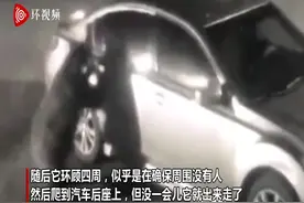 美国加州一只熊半夜自己开门闯入汽车 环视一圈后离开图片