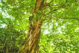 云霄发现15米高珍稀古树图片