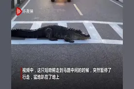 哭笑不得！美国一鳄鱼过马路时突然趴地上不走 堵塞交通图片