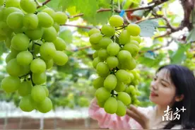 正！这是连州最甜的水果……图片