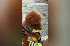 可爱！英国伦敦街头一只宠物狗独自骑滑板车逛街 路人目瞪口呆图片