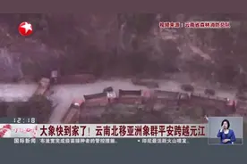 大象快到家了！云南北移亚洲象群平安跨越元江视频封面