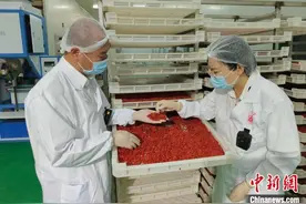 中国枸杞最大种植区宁夏中卫海外“果单”逐增图片