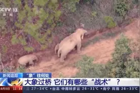 “象”往何处丨大象过桥 它们有哪些“战术”？图片