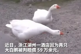 七旬老人酒店旁散步，被大白鹅攻击致伤残！法院：赔偿59万元图片