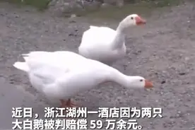 七旬老人酒店旁散步，被大白鹅攻击致伤残！法院：赔偿59万元图片