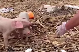 河南两只小猪洪水中漂流17天，饿得皮包骨：但求生欲望特别强图片