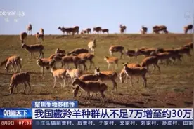 我国藏羚羊种群数量增至约30万只 从濒危物种降为近危物种图片